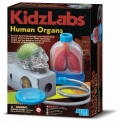 rganos humanos (Human Organs)